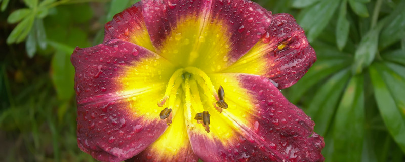 夏季君子兰多久浇一次水（夏天君子兰几天浇一次水）