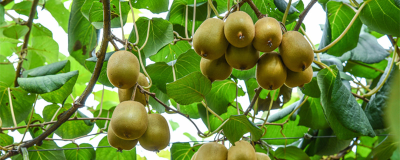 猕猴桃挂果后施什么肥料（猕猴桃采摘后施什么肥最好）