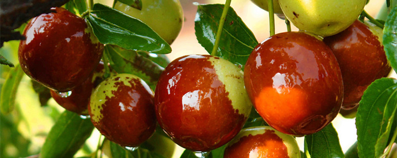 枣树什么时候发芽（枣树几月份开始发芽）