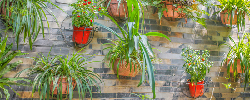 虎皮兰的养殖方法和注意事项(虎皮兰的养殖方法和注意风水事项)