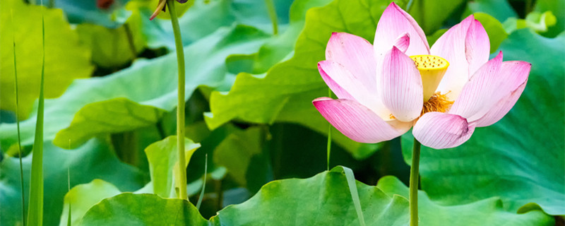 荷花的主要品种（荷花品种介绍）