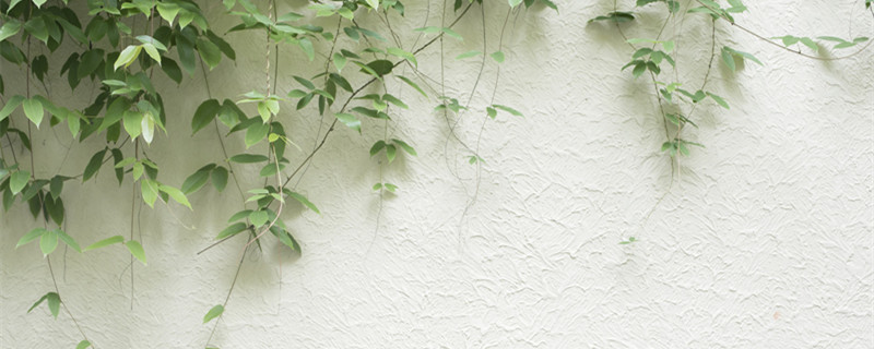 金钱树叶子发黄怎么办 金钱树叶子发黄怎么办理怎么补救