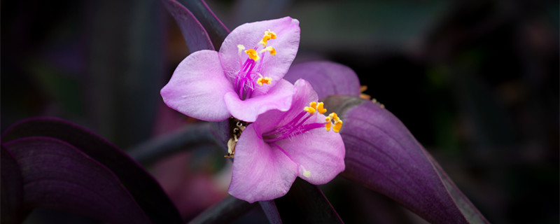 紫竹梅为什么不能种家里（家里能种紫竹吗）