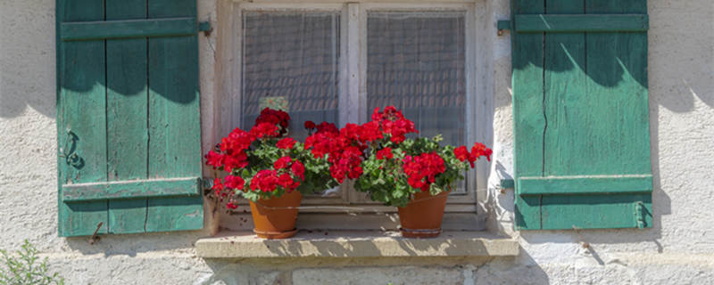 天竺葵的养殖方法（天竺葵的养殖方法爆盆）