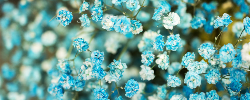 满天星种子怎么种 满天星种子怎么种容易发芽