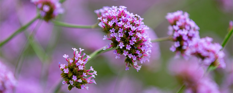 穗花牡荆的养殖方法和注意事项 穗花牡荆冬季怎么修剪