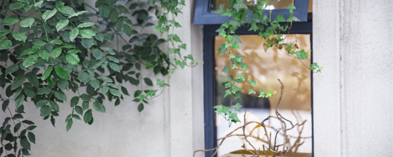 米兰花的养殖方法 米兰花的养殖方法和注意事项 盆栽