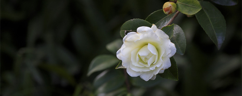 山茶花什么季节开花 山茶花什么季节开花时间