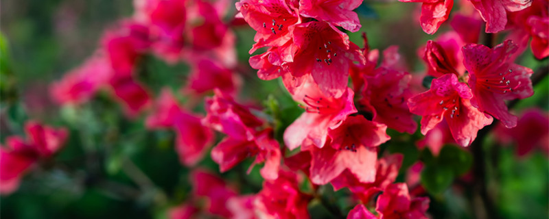 杜鹃花一年开几次花 百合杜鹃花一年开几次花