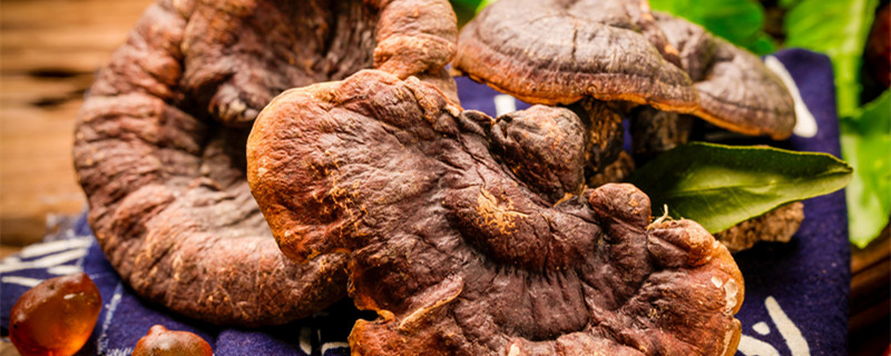 灵芝种植技术 灵芝种植技术灵芝的种植方法