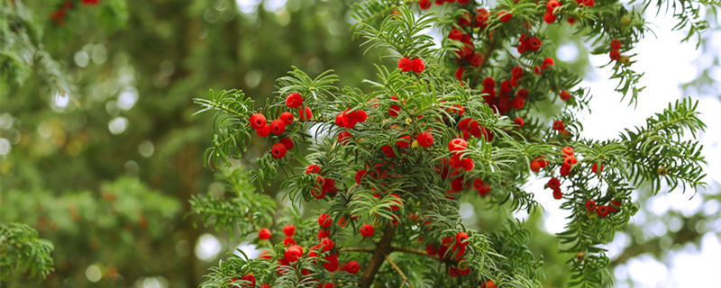 红豆杉是什么树(红豆杉是什么树形)