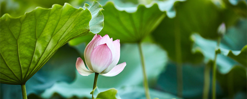 荷花的花语是什么 荷花的花语是什么花可以不用写与功效的功效是什么