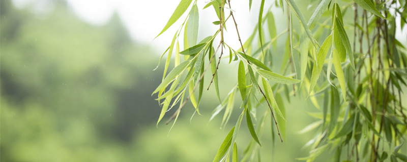 柳树是用茎繁殖的吗 柳树的茎可以进行繁殖吗