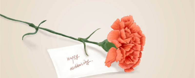 康乃馨花苞还没开就枯萎了怎么办（康乃馨花苞不开怎么办）