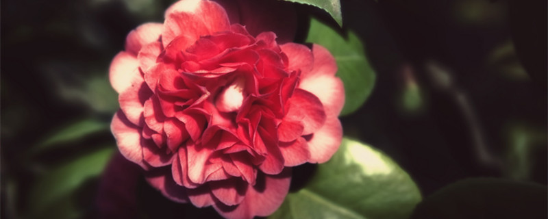 冬季开花的植物 冬季开花的植物图片