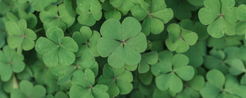 六叶草的含义（四叶草,五叶草,六叶草的含义）