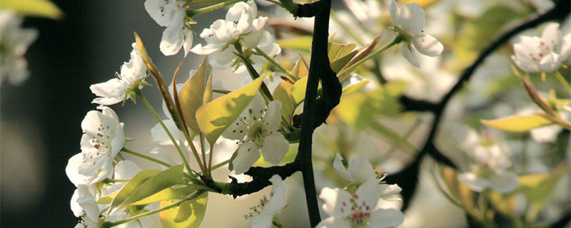 梨花什么颜色 梨花什么颜色,什么时候开花