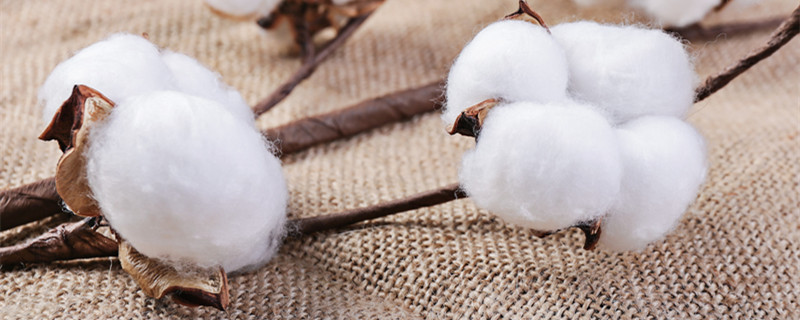 棉花的花语 满天星和棉花的花语