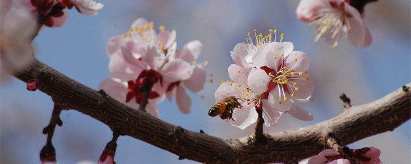 杏花何时开 杏花何时开花