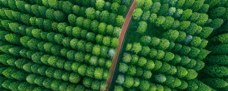 菠萝叶是什么树的叶子 菠萝叶是橡树叶吗