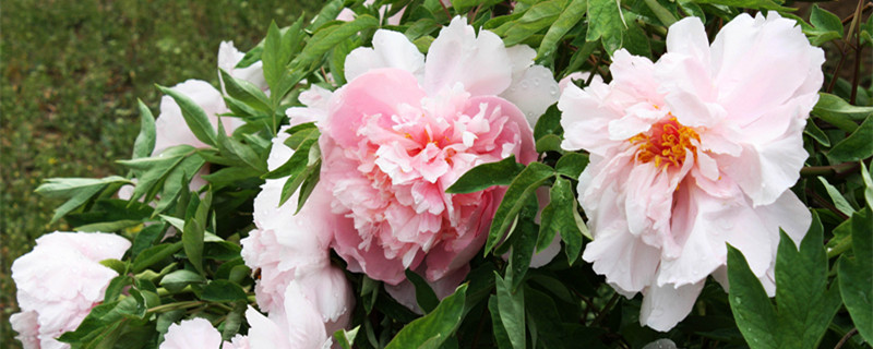 牡丹适合室内盆栽吗 牡丹用什么盆栽好