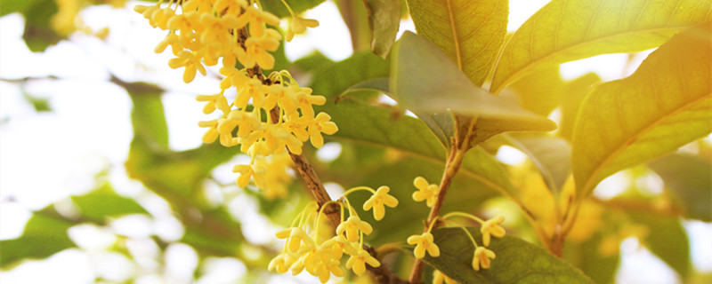 镇宅的花卉绿植有哪些(镇宅的花草植物)