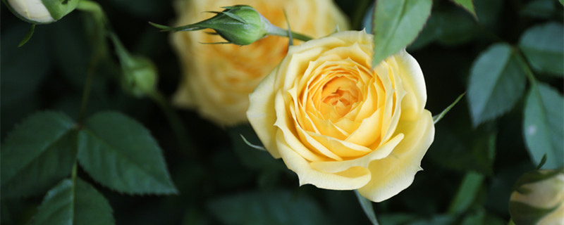 高杯型切花月季品种（酒杯型切花月季）