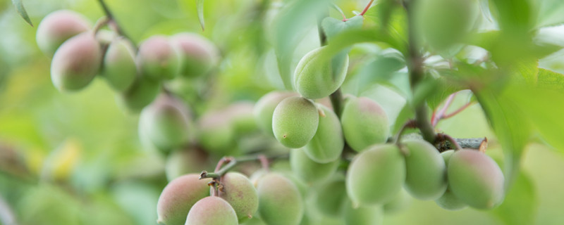 桃树可以嫁接哪些果树 桃树苗能嫁接什么果树