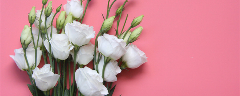 桔梗花语是什么 粉色洋桔梗花语是什么