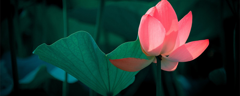 长在水里的植物有哪些 在水里面长的植物
