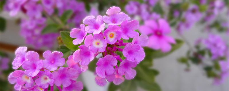 五色梅是一年生还是多年生 五色梅多年生草本吗