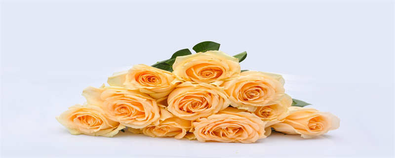 香槟玫瑰花语是什么(10朵香槟玫瑰花语是什么)