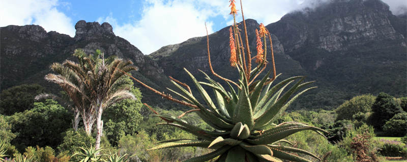 龙舌兰的养殖方法 龙舌兰的养殖方法和注意事项红