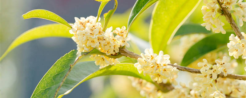 九里香有几个品种 九里香有几个品种,有各品种图片吗