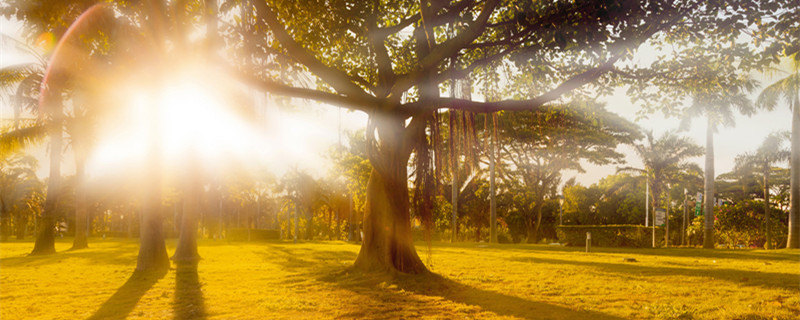 榕树的寓意(榕树的寓意和风水)