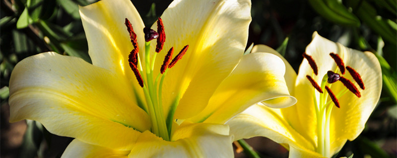 百合花一年能开几次花（百合花多长时间开一次花）