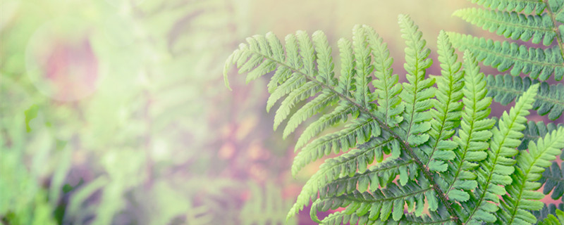 金丝猴蕨叶子干枯怎么办 金丝猴蕨叶子发黑怎么回事