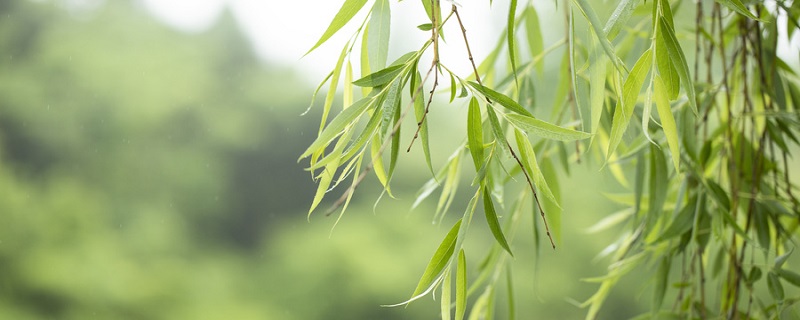 裸子植物和被子植物主要区别 裸子植物和被子植物主要区别在哪儿