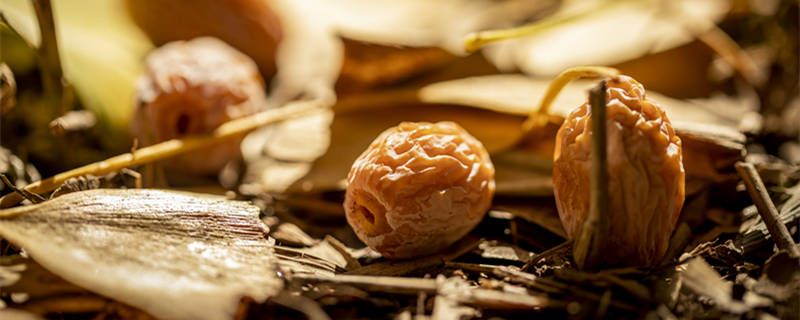 银杏是裸子植物吗(水杉银杏是裸子植物吗)