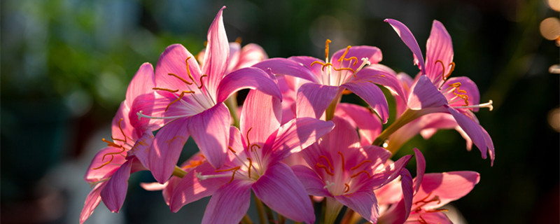 风雨兰一朵花开几天 风雨兰几年开花