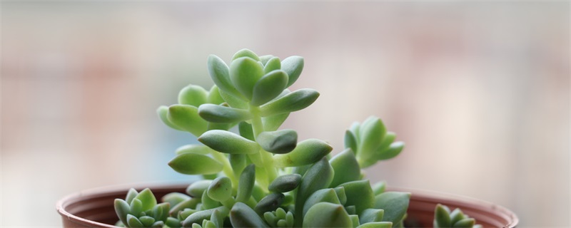 碧玉莲叶子枯了怎么办(碧玉莲根茎干枯怎么处理)