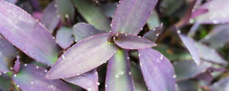 紫竹梅有毒吗（紫竹梅有没有毒）