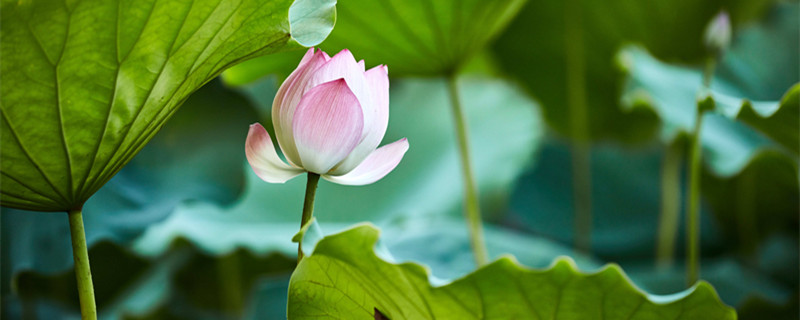 映日荷花别样红是什么季节（映日荷花别样红是哪个季节）