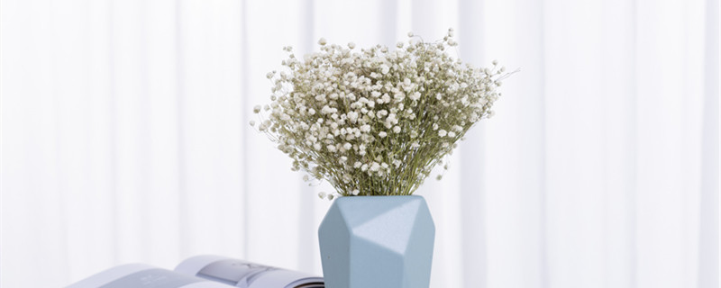 满天星的养殖方法和注意事项（盆栽满天星的养殖方法和注意事项）