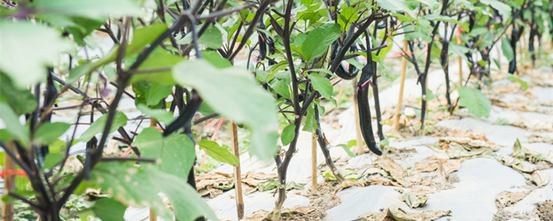 茄子怎样剪枝产量高 茄子种植要剪枝吗