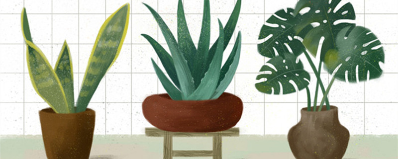 家养虎皮兰 家养虎皮兰四大忌不能沾