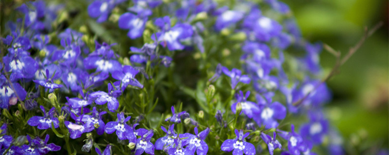 六月雪怎么养（刚买的六月雪怎么养）