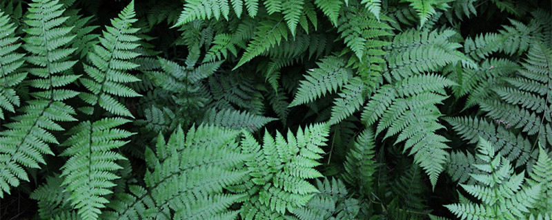 桫椤是什么植物（珙桐是什么植物）