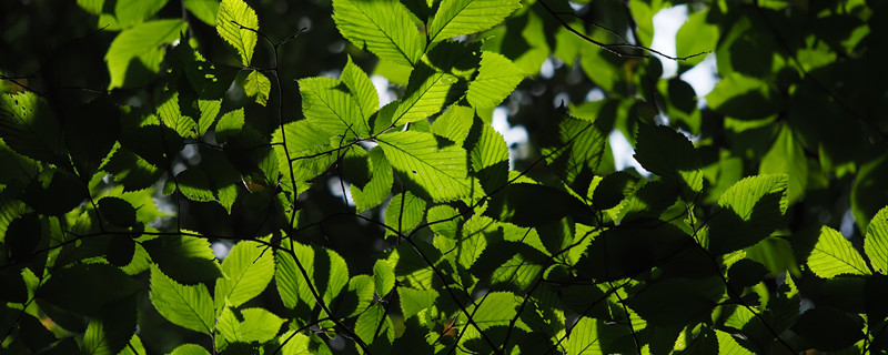 春天什么长出了新叶子 春天什么长出了新叶子?