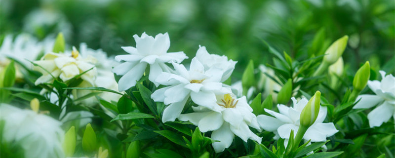 栀子花移栽时间和方法 栀子花几月份移栽注意事项